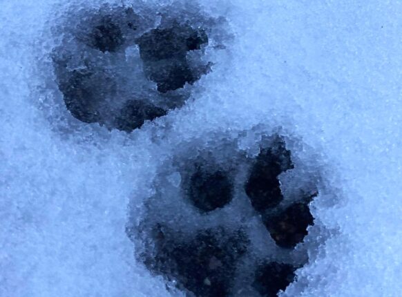 Afscheid van uw huisdier en metgezel